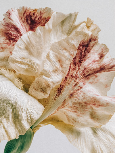 Ivory Flower Close-Up