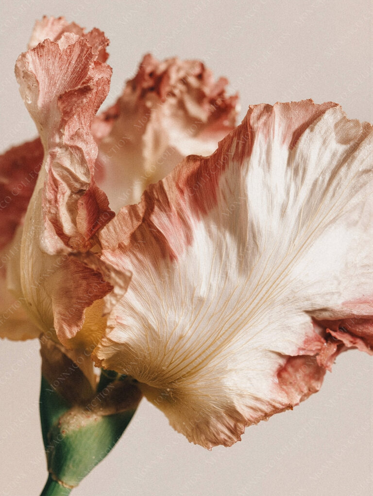 Red and Ivory Flower Close-Up