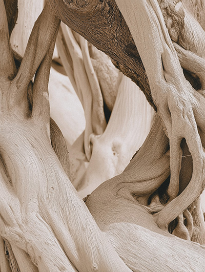 Intertwined Tree Roots Close-Up