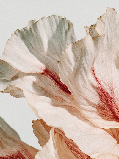 Ivory Flower Petals Close-Up