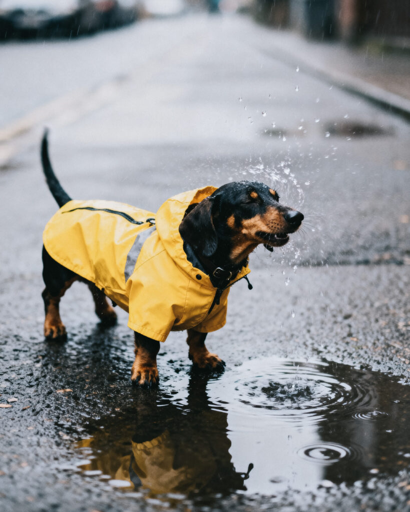 The Monnaco Collection – Loyal Companions